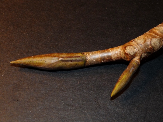 {Magnolia tripetala}